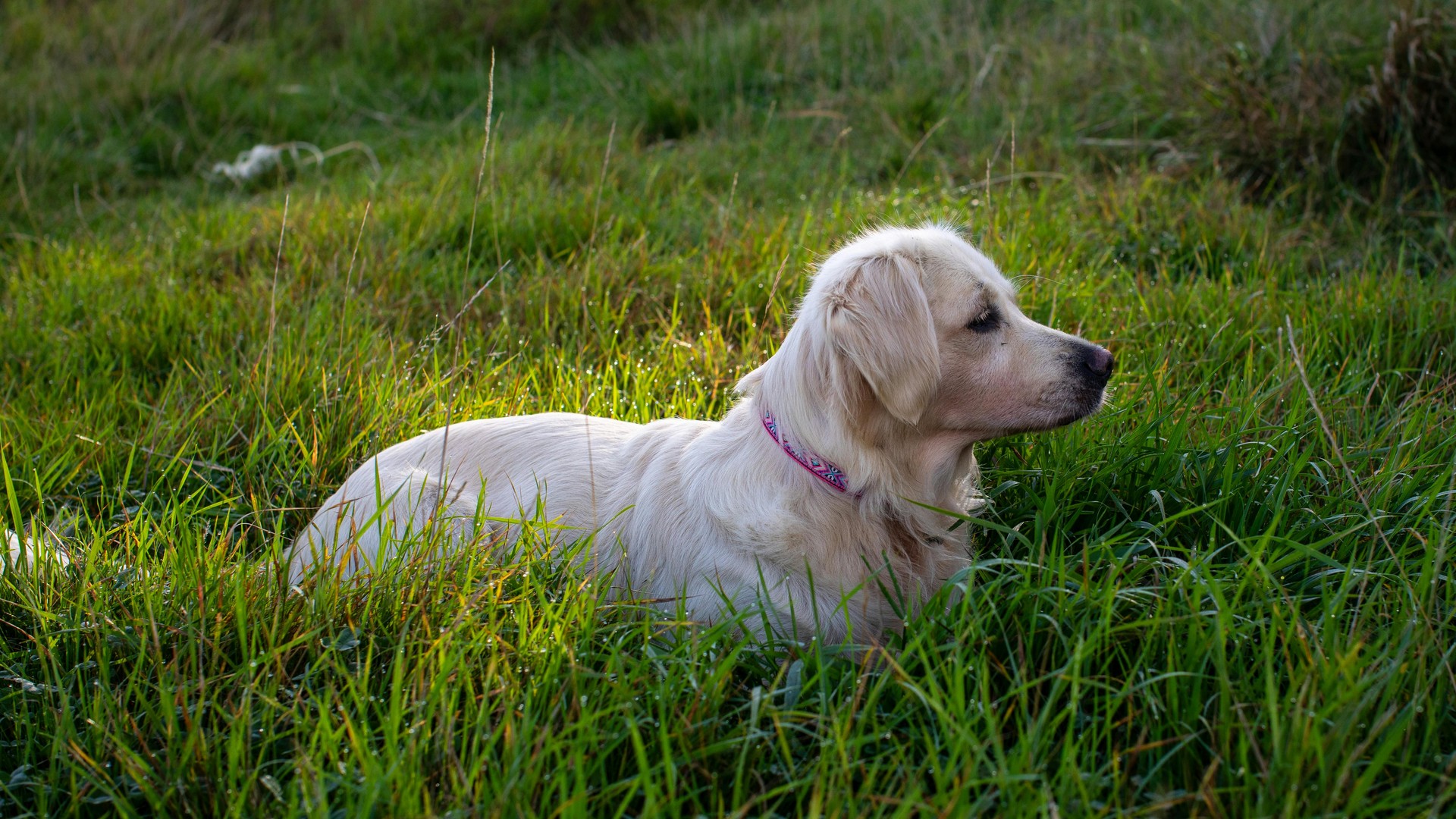 NRF2 for Dogs: How the NRF2 Pathway Supports Canine Health