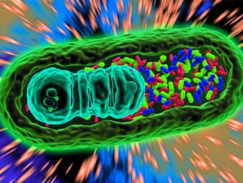 cellular response to stress