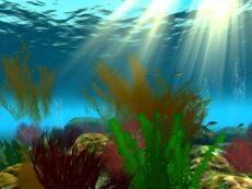 enhancing health through seaweed