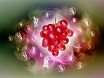 red grapes for nrf2