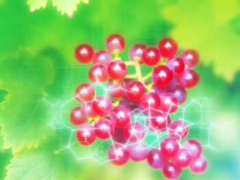 red grapes promote health
