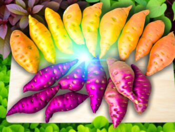 sweet potatoes boost nrf2